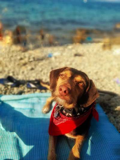 Dogorama Photo Challenge - Hundeblick zum hinschmelzen-Beitrag-Bild