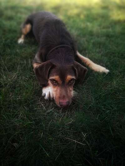 Mischlingshunde Foto Aufruf-Beitrag-Bild