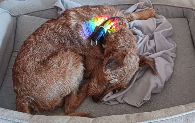 Dogorama Photo Challenge - Licht-Beitrag-Bild