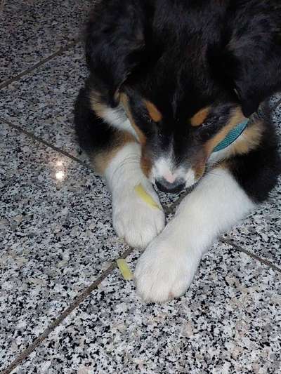 Welpen Bilder !-Beitrag-Bild