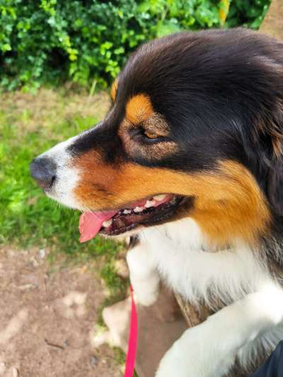 Wie kamst du zu deinem Hund?-Beitrag-Bild