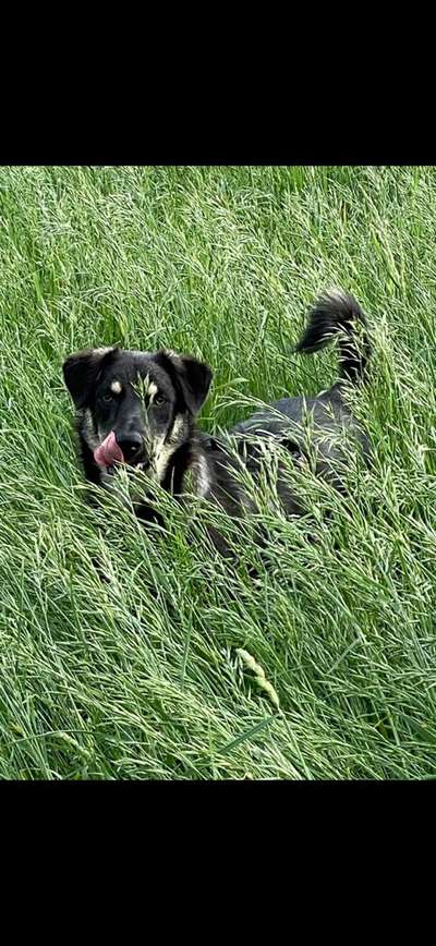 Die Dogorama Monats Challenge "Es grünt und blüht"-Beitrag-Bild