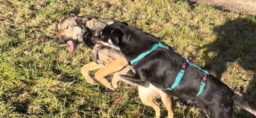 FOTO CHALLENGE 77 - Dein Hund im Spiel-Beitrag-Bild