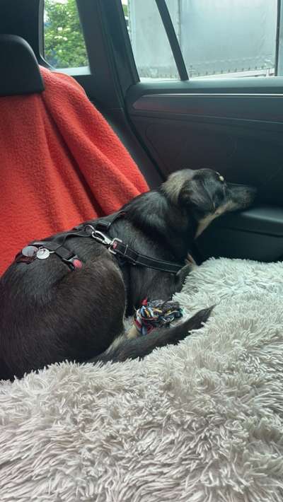 Die Dogorama Wochen Challenge-Beitrag-Bild