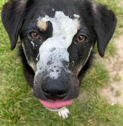 Tongue Out Tuesday-Beitrag-Bild