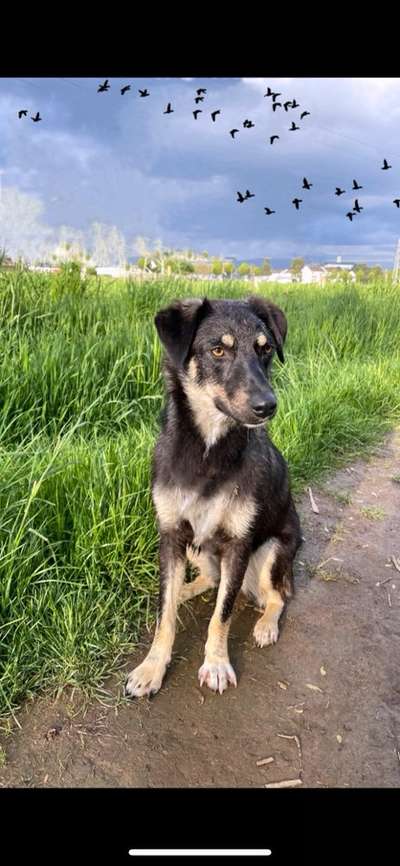 5. Hund im hohen Gras-Beitrag-Bild