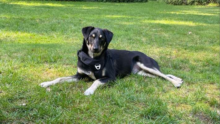 Rassen und ihre Eigenschaften-Beitrag-Bild