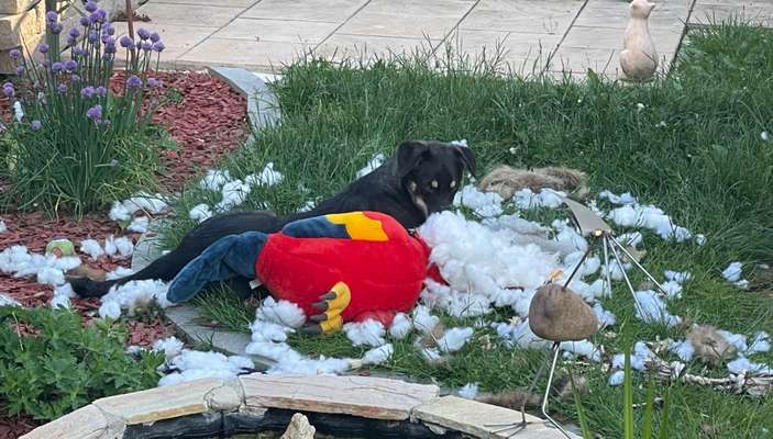 Chaos in der Bude-Beitrag-Bild