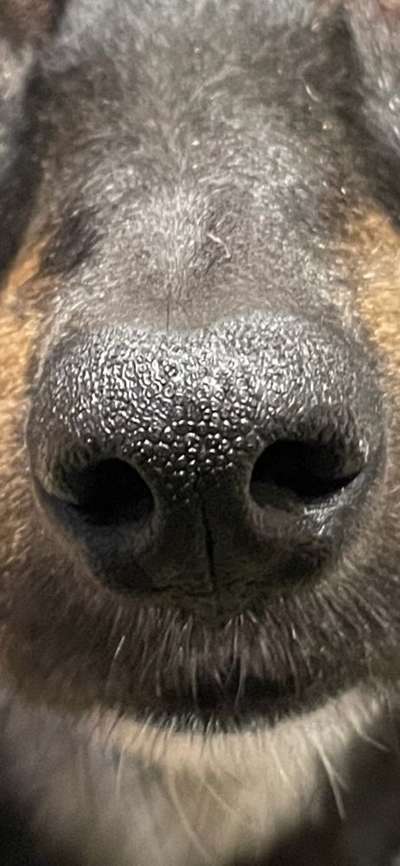 Zeigt her eure Hundenasen-Beitrag-Bild