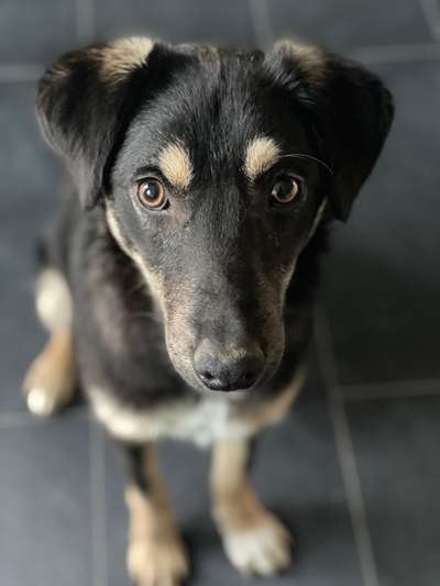 Hundebilder-Beitrag-Bild