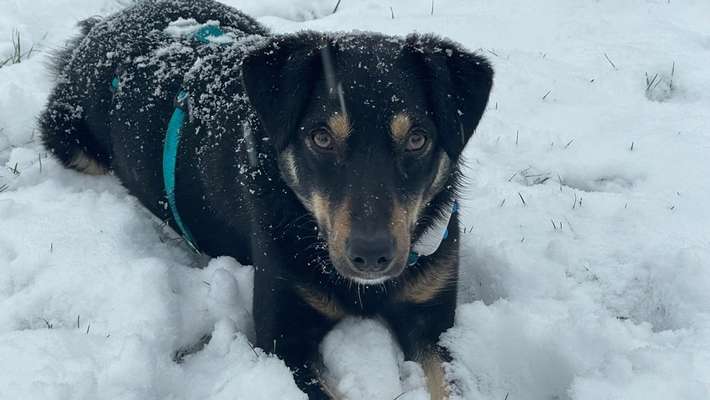 Wie kamst du zu deinem Hund?-Beitrag-Bild