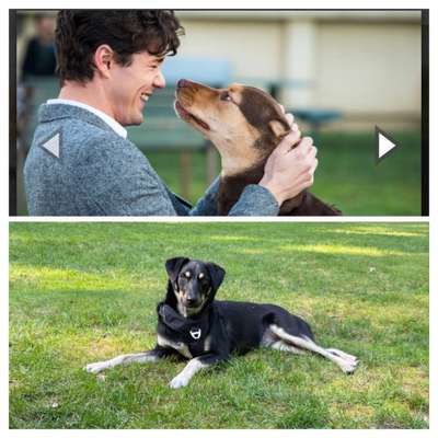 Wie heißt dein Hund?-Beitrag-Bild