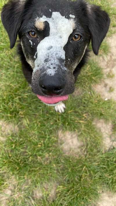 Hier ist der Spaßthread. Zum Schmunzeln und Kaputtlachen-Beitrag-Bild