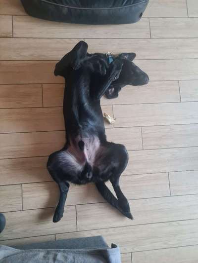 Dogorama Photo Challenge - Einmal lächeln bitte-Beitrag-Bild