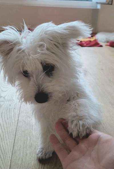 Maltipoo Freunde-Beitrag-Bild