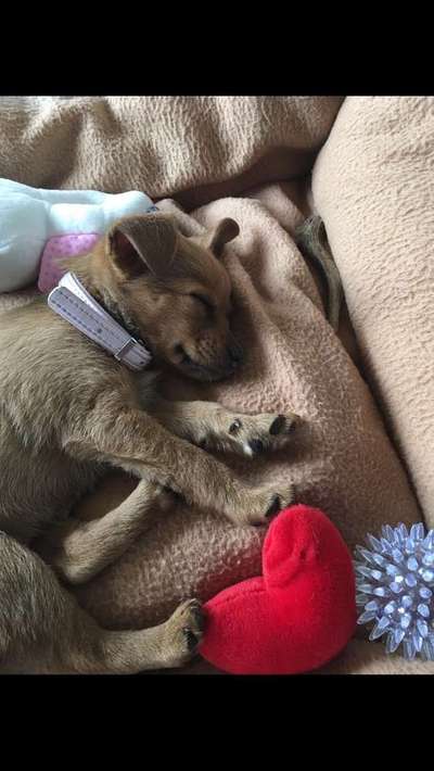 Welpen Bilder !-Beitrag-Bild