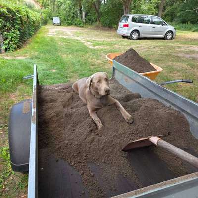 Hundetreffen-Hundetraining Ludwigsfelde-Bild