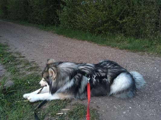 Nordische Hunde-Beitrag-Bild