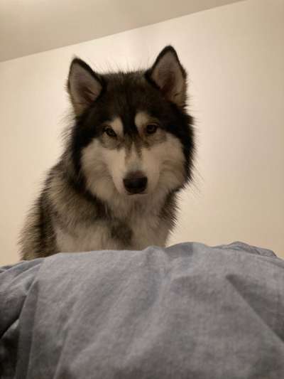 Nordische Hunde-Beitrag-Bild