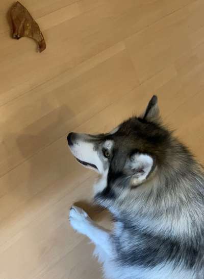 Nordische Hunde-Beitrag-Bild