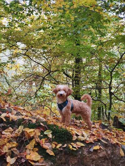 Hundetreffen-Spiel & Gassi Treffen-Bild