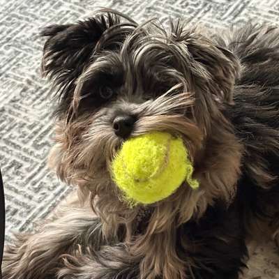 Hundetreffen-kleine Welpen treffen am Michaelibad-Bild