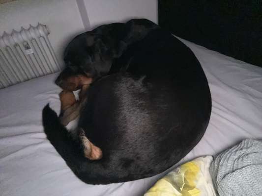 Darf der Hund bei Euch im Bett schlafen?-Beitrag-Bild