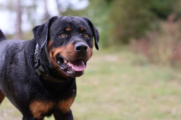 Hundetreffen-Gemeinsamer Spaziergang-Bild