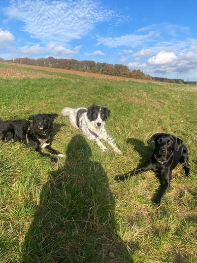 Giftköder-Hundebetreuung Dogwalk-Bild