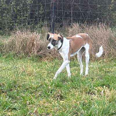 Hundetreffen-Spieltreffen Hundewiese Willich / Stahlwerk-Bild