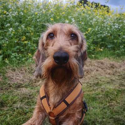 Geschirr für Dackel-Beitrag-Bild