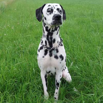 Hundetreffen-Agility Gruppe gesucht