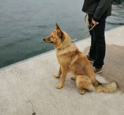 Herdenschutzhunde und Herdi-Mixe-Beitrag-Bild
