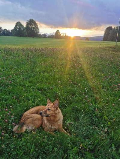 Die Dogorama Wochen Challenge-Beitrag-Bild