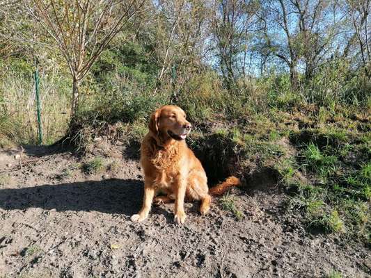 Wo sind die Golden Retriever Liebhaber?-Beitrag-Bild