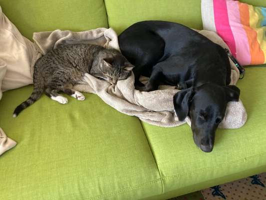 Hund und Katz Momente-Beitrag-Bild