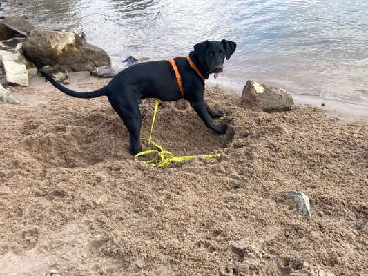 Mischlinge raten - Rätselspaß-Beitrag-Bild