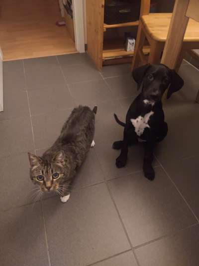 Wie groß waren eure welpen ?-Beitrag-Bild