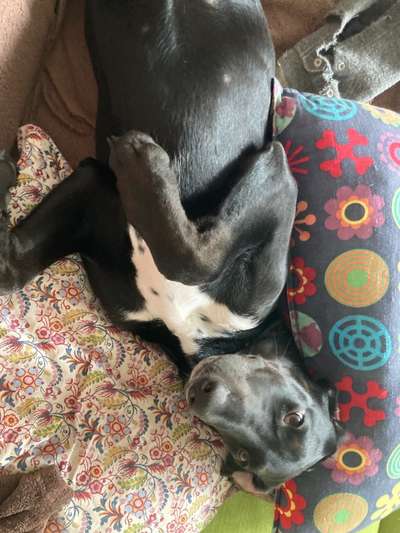 Mischlinge raten - Rätselspaß-Beitrag-Bild