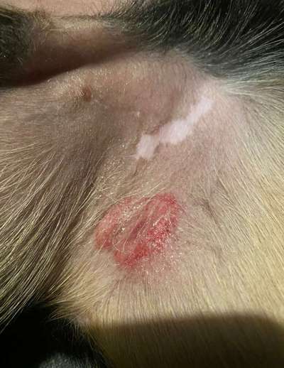 "Ausschlag" an der Innenseite des Oberschenkels-Beitrag-Bild