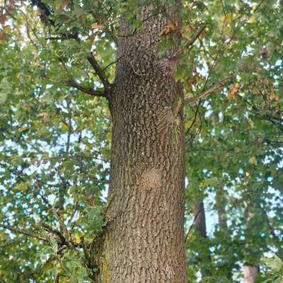 Giftköder-Nest des Eichenprozessionsspinners-Bild
