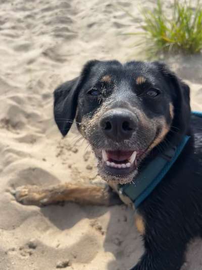 TierschutzhundeStammtisch🐕-Beitrag-Bild