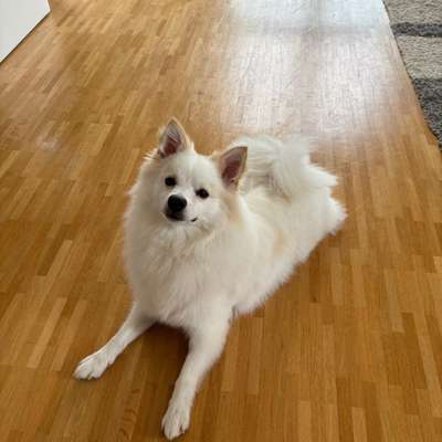 Hundetreffen-Social Walk für Kleinspitz-Bild