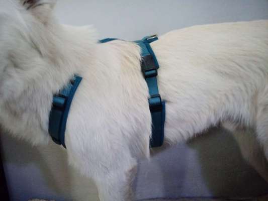 Richtige Hundegeschirr?-Beitrag-Bild