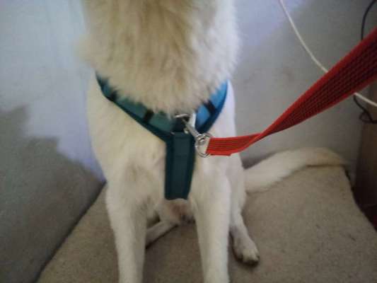 Richtige Hundegeschirr?-Beitrag-Bild