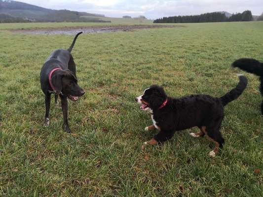 Rhodesian Ridgeback-Beitrag-Bild
