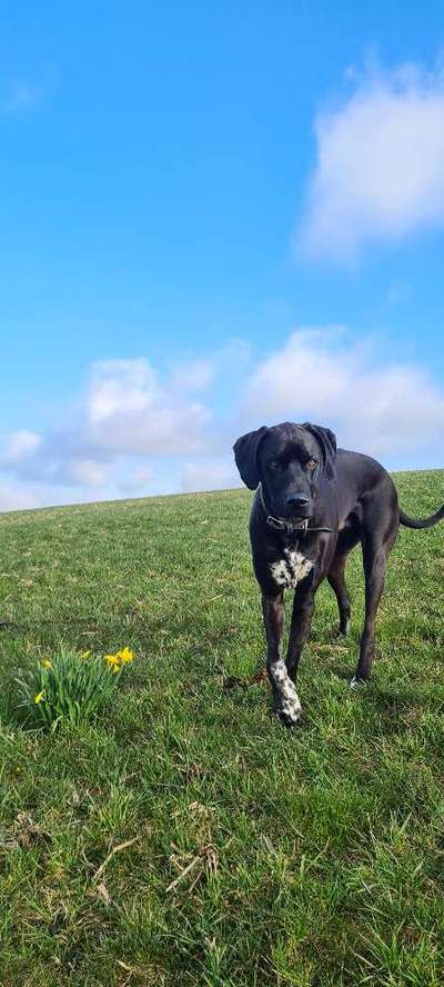 Rhodesian Ridgeback-Beitrag-Bild
