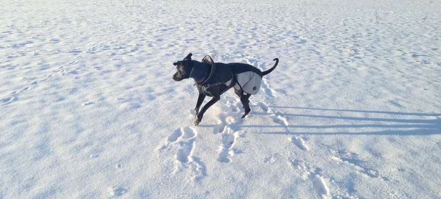 Rhodesian Ridgeback-Beitrag-Bild