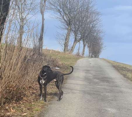 Rhodesian Ridgeback-Beitrag-Bild