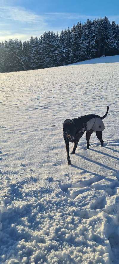 Rhodesian Ridgeback-Beitrag-Bild